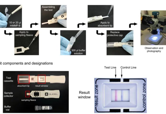 Figure 1.  Scheme of assay protocol (top panel) and kit components and designations (bottom panel).