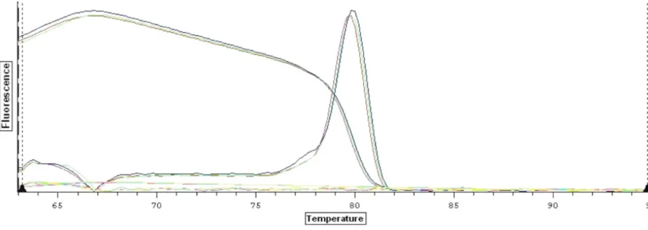 Fig. 6. Sequencing analysis for HBV precore gene genomic DNA. 