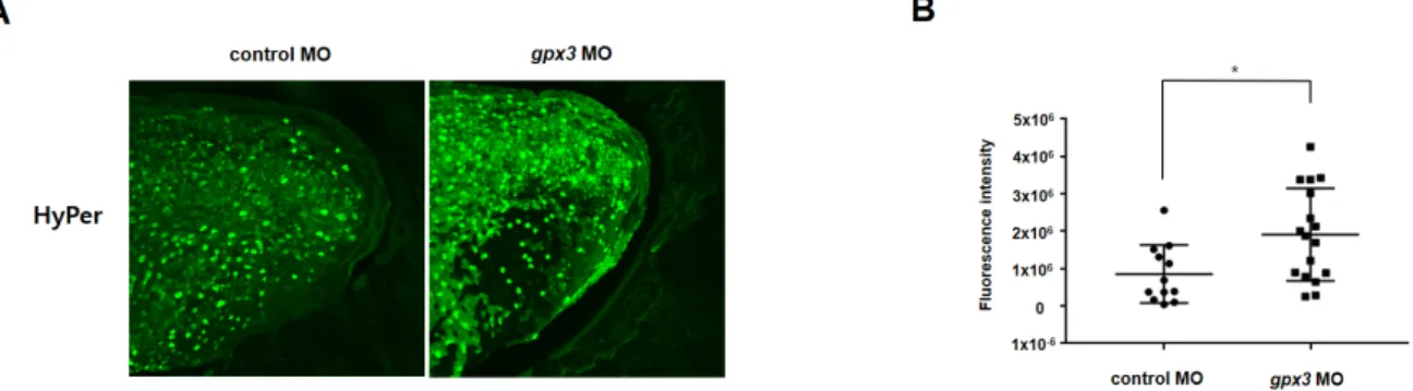 Figure  2.  gpx3  knockdown  perturbed  Wnt,  Notch,  and  FGF  signaling  gene  expression  but  did  not  affect the early tailbud gene expression. (A,B) gpx3 MO was injected into the ventral regions of 4‐cell  stage embryos, and RT‐PCR was used to deter
