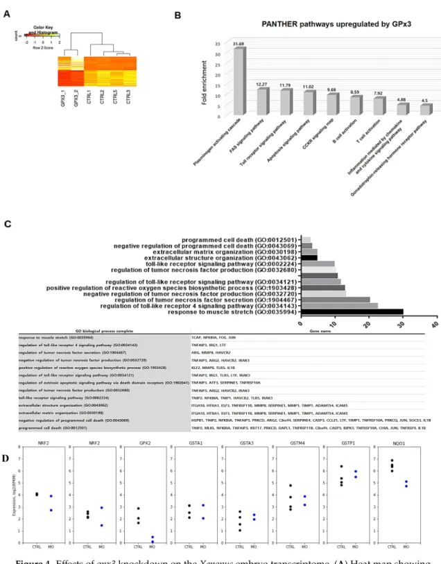 Figure 4. Effects of gpx3 knockdown on the Xenopus embryo transcriptome. (A) Heat map showing significant differences between control and gpx3 MO-injected embryos