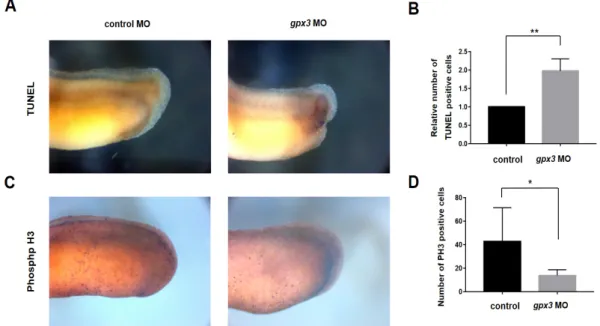 Figure 5. gpx3 suppression activates apoptosis and inhibits cell proliferation in gpx3 morphants. (A)  The  expression  and  number  of  terminal  deoxynucleotidyl  transferase  dUTP  nick  end  labeling  (TUNEL)‐positive cells were higher in gpx3 knockdow