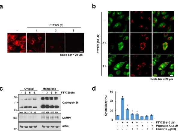 Figure  4.  FTY720  induces  lysosomal  membrane  permeabilization  (LMP).  (a–c)  U251MG  cells  were  treated with 10 μM FTY720 for the indicated time periods