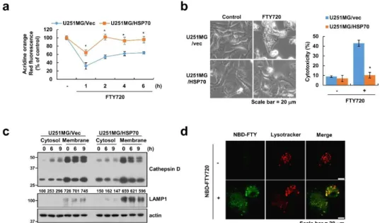 Figure  5.  Ectopic  expression  of  HSP70  inhibits  FTY720-induced  LMP.  (a–c)  U251MG/vector  and  U251MG/HSP70  cells  were  treated  with  10  μM  FTY720  for  the  indicated  time  periods