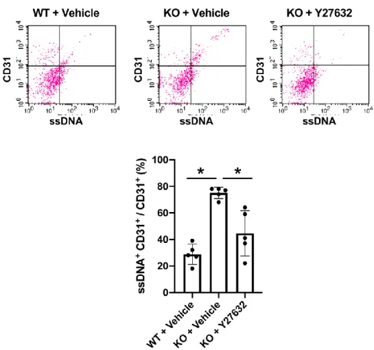 Figure 6. AKAP12 and endothelial viability: Akap12 KO mice exhibited more ssDNA-positive CD31  cells  (damaged  endothelial  cells)  after  stroke