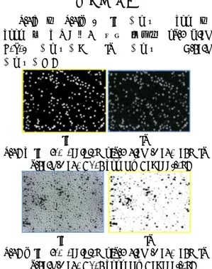 Fig.  5  (a)  the  captured  8-bit  gray  image  and  (b)  binary image when 400V DC was applied