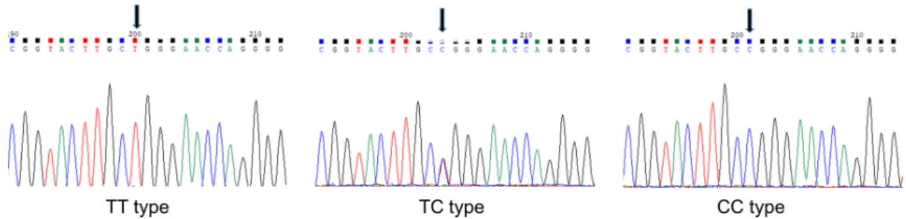 Figure 1. Polymorphic sites identified in the FANCA gene. Arrows indicate rs2239359 SNP