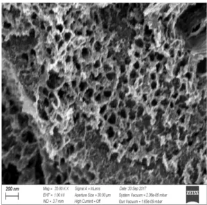 Fig. 1. FE-SEM image of BC.