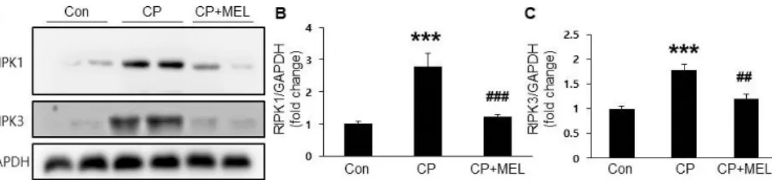 Figure 5. Effect of melatonin on cisplatin-induced necroptosis in the kidneys. (A) Renal expression levels of receptor-interacting serine/threonine-protein kinase 1 (RIPK1) and RIPK3