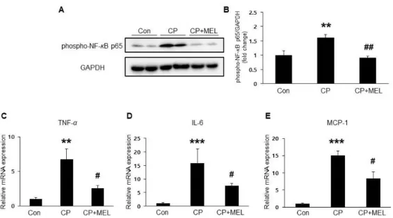 Figure 6. Effect of melatonin on cisplatin-induced inflammation in the kidneys. (A) Renal expression level of phospho-nuclear factor kappa-light-chain-enhancer of activated B (phospho-NF- κ B) p65