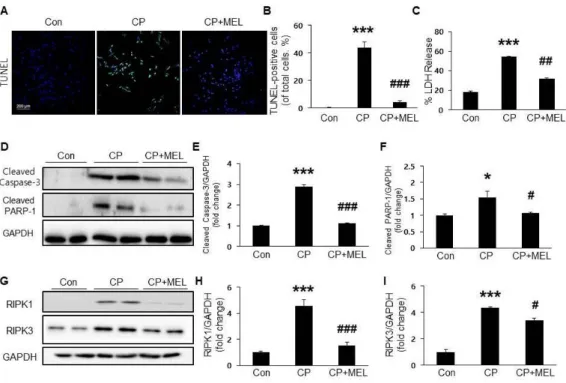 Figure 7. Effects of melatonin on cisplatin-induced apoptosis and necroptosis in cultured mouse renal tubular epithelial cells