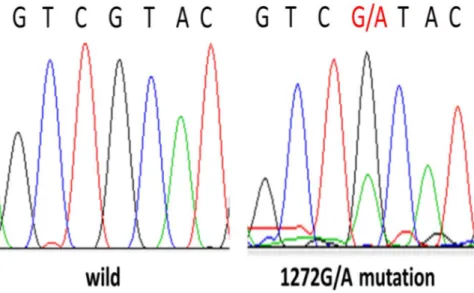Figure 1. TZAP mutation (1272G/A) in HCCs.