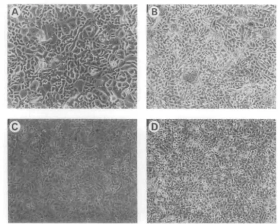 FIGURE 2. Passaged primary cultures are compared to HCE lines, (a) Control corneal epithe- epithe-lial cultures, serially passaged once, exhibit the typical cobblestone morphology; note that several giant cells are visible, (b) Postconfluent twice passaged
