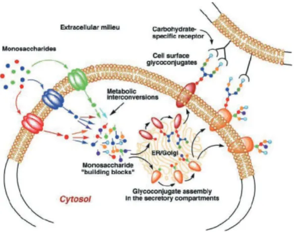 그림 2. 탄수화물 마이크로어레이를 제작하기 위한 탄수화물의 공유결합적 고정화 방법 (Park et al., Chem. Soc. Rev., 2013 [3])