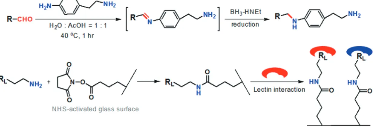 그림 3. 탄수화물 마이크로어레이 제작을 위한 간단하고 빠른 탄수화물 고정화 방법 (Seo et al., Nanotechnology, 2010 [5])