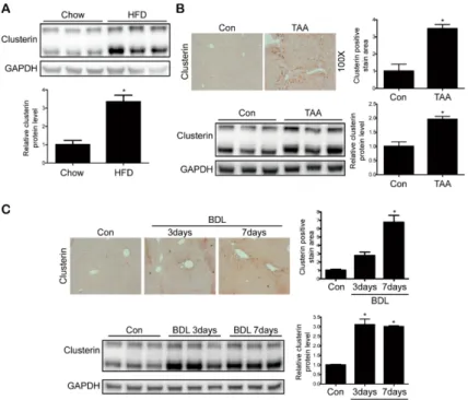 Figure 2. Clusterin is involved in hepatic fibrosis. (A) Representative western blot analyses of clusterin expression in the livers of mice fed a high-fat diet (HFD) or chow (control) for 1 year