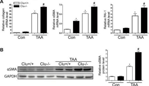 Figure 3. Loss of clusterin increases the expression of type I collagen, αSMA, and PAI-1 after TAA injection