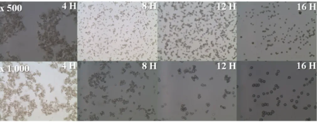 Fig. 3. Particle size analysis of Ni 0.6 Co 0.1 Mn 0.3 (OH) 2 precursor.