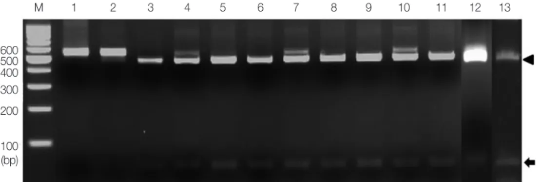 Fig. 3. A phylogenetic tree of human Taenia cases based on ITS  1 rDNA sequences. Numbers on the branches are the bootstrap  values for 1,000 replications