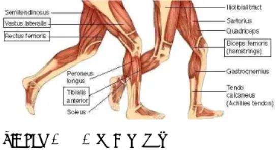 Fig 1. 근전도 전극 부착 위치1. 서론보행은 인간의 가장 기본 동작이다.  인간은 평생 동안 걸으면서 생활한다고 해도 지나치지 않을 만큼 우리의 일상생활에 밀착된 부분이다