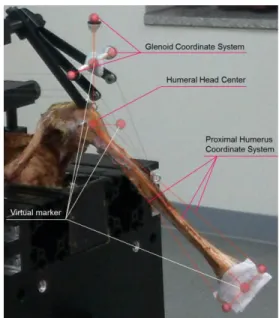 Fig.  1  Composition  of  Shoulder  model  for  motion  analysis 
