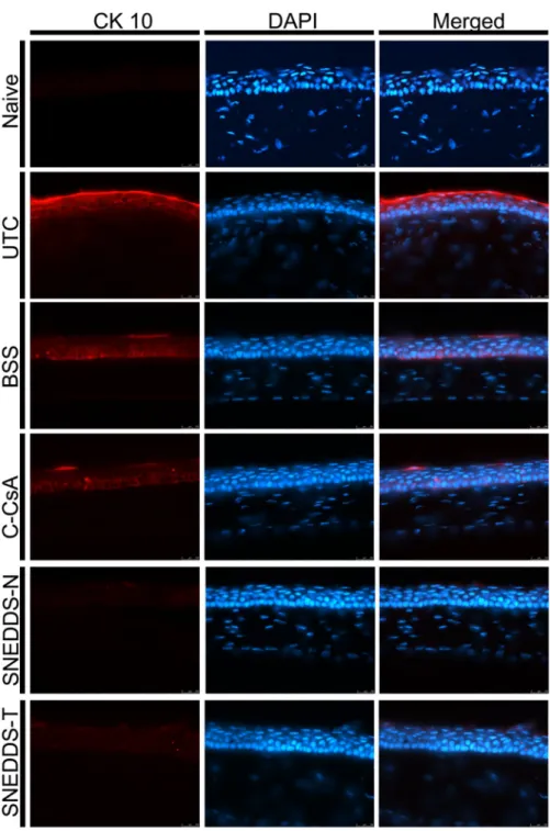 Fig 5. Representative images for immunofluorescent staining of CK-10 in central cornea to assess corneal epithelial squamous metaplasia in the untreated control, BSS-treated, C-CsA-treated, SNEDDS-N-treated and SNEDDS-T-treated subgroups.