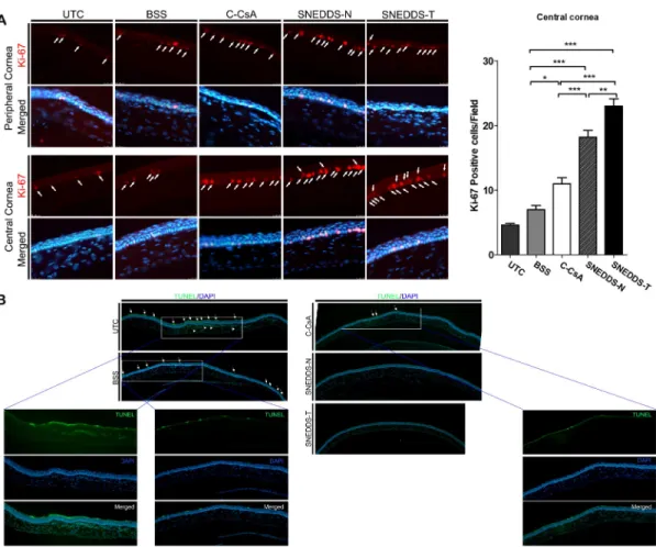 Fig 6. Representative images for (A) immunofluorescent staining of Ki-67 in central (n = 5) and peripheral cornea to assess corneal epithelial cell proliferation, and (B) TUNEL assay to evaluate corneal epithelial cell apoptosis in the untreated control, B