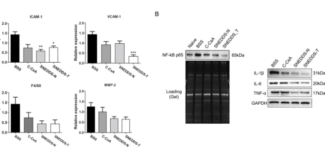Fig 8. (A) Real-time PCR was used to quantify corneal mRNA expression of Icam-1, Vcam-1, F4/80 and Mmp-2 in each subgroup (n = 5)