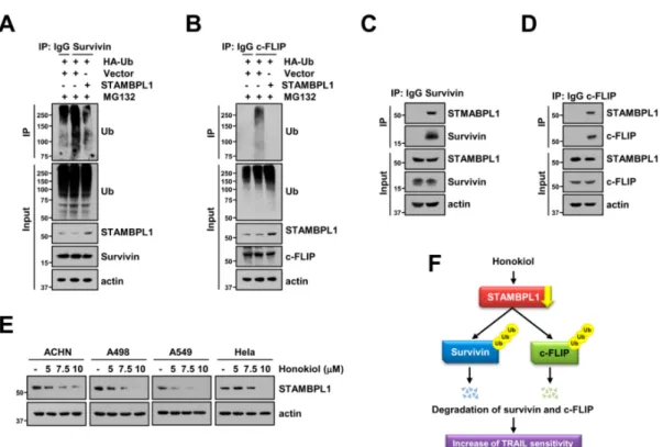 Figure 6. STAMBPL1 interacts with survivin and c-FLIP proteins, and modulates their stability