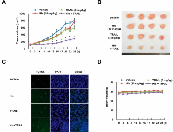 Figure 2. Co-treatment with hispidulin and TRAIL reduces tumor growth in vivo. Caki cells were injected in the flank of nude mice, and then mice were treated three times a week with vehicle, hispidulin (10 mg/kg; intraperitoneal (i.p.)), GST-TRAIL (3 mg/kg