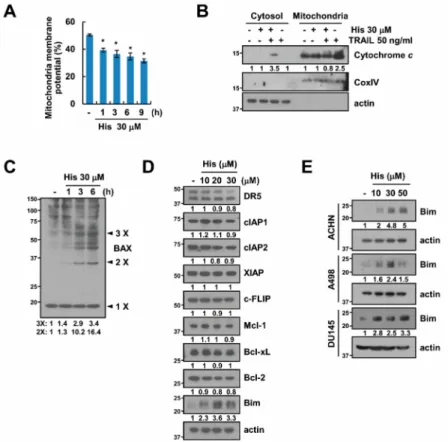 Figure 3. The effect of hispidulin on the mitochondrial membrane potential (MMP). (A) Human renal carcinoma Caki cells were exposed to 30 µM hispidulin for the indicated time periods