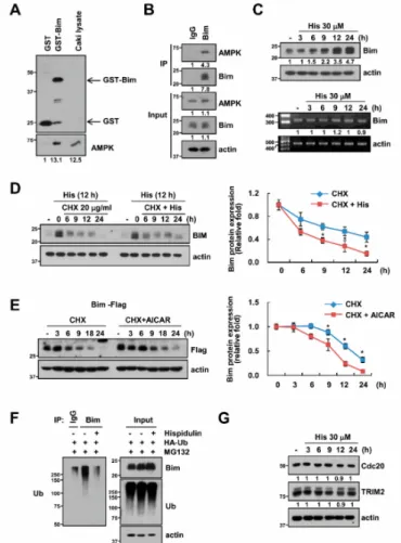 Figure 5. Hispidulin stabilizes Bim via AMPK activation. (A) GST and GST-Bim were incubated with whole Caki cell lysates for 6 h; (B) The interactions with AMPK and Bim was indicated by immunoprecipitation (IP) assay; (C) Caki cells were exposed to 30 µM h