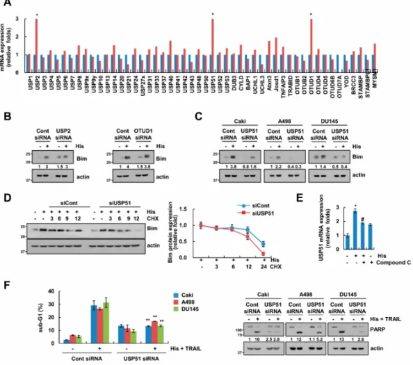 Figure 6. USP51 is involved in hispidulin-induced Bim stabilization. (A) Caki cells were exposed to 30 µM hispidulin for 24 h