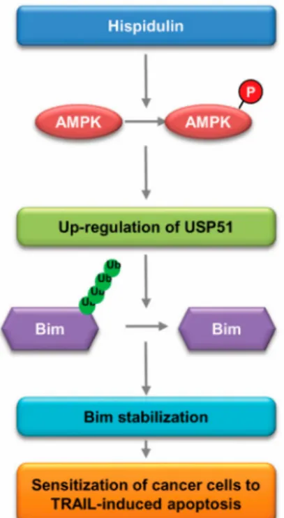 Figure 7. Scheme indicating the mechanism to sensitize cancer cells to TRAIL-mediated apoptosis induced by hispidulin.