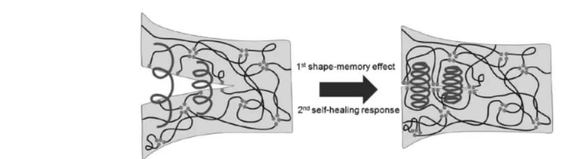 Figure 3. Shape memory polyurethane (SMPU) 섬유와(좌) acrylic 코팅이 된 SMPU  섬유의(우)  전자현미경 이미지.