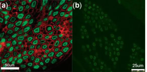 Fig.  1  (a)  Fluorescent  image  of  mouse  sciatic  nerve  cross  section².  (b)  Fluorescent  image  of  ChR2-GFP transfected sciatic nerve