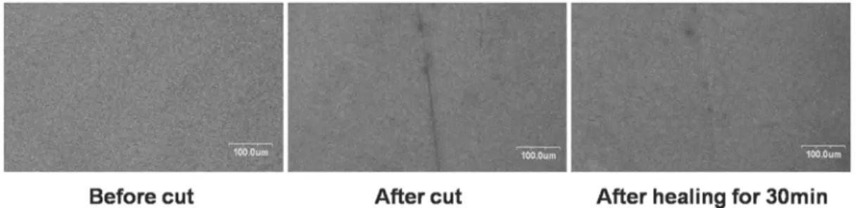 Figure 13. Confocal laser scanning microscopy (CLSM)을 이용한 치유 효과의 시각적 확인.