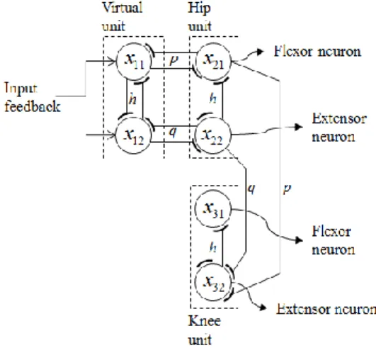 Fig.  1  Neural  oscillator  network  of  walking  assistant robot system.