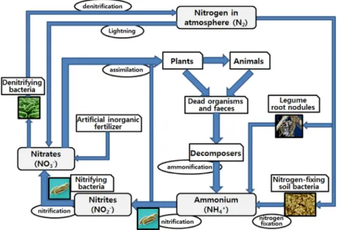Figure 1. Schematic representation of the nitrogen cycle in nature.