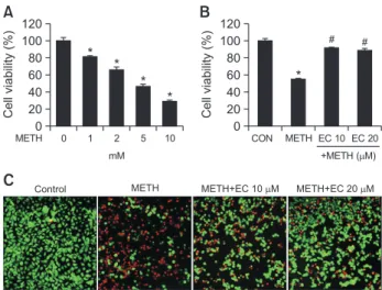 Fig. 1.  Effects of METH and EC on cell viability in HT22 hippo- hippo-campal neuronal cells