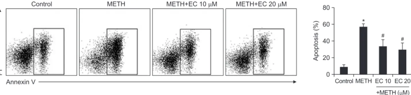 Fig. 2.  Effects of EC on METH-induced apoptosis in HT22 hippocampal neuronal cells. Cells were pretreated with EC for 1 h, and incubat- incubat-ed with 5 mM METH for 24 h