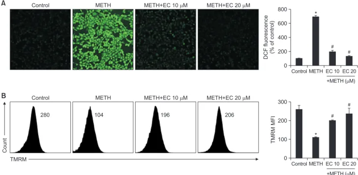Fig. 3.  Effects of EC on METH-induced ROS accumulation and reduction of MMP in HT22 hippocampal neuronal cells