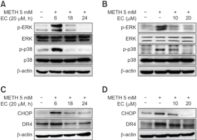 Fig. 5.  Effects of EC on METH-induced caspases activation in  HT22 hippocampal neuronal cells