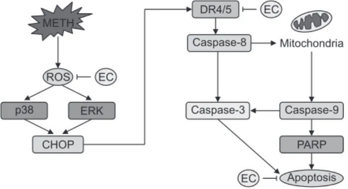 Fig. 6.  A schematic diagram for cytoprotective effect of EC against  METH-induced neuronal cell death