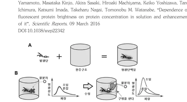 Figure  1.  분자  혼잡에  반응하는  형광  단백질  개발의  기본적인  아이디어.
