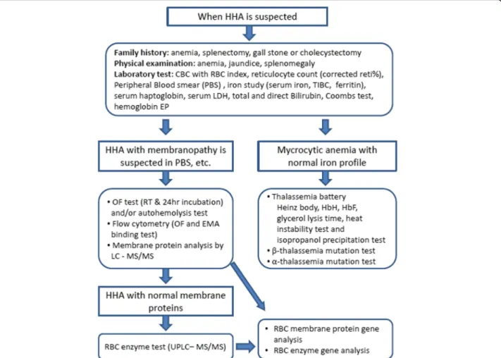 Fig. 1 Standard operating procedure for the diagnosis of hereditary hemolytic anemia (HHA) by HHA Working Party of Korean Society of Hematology [5]