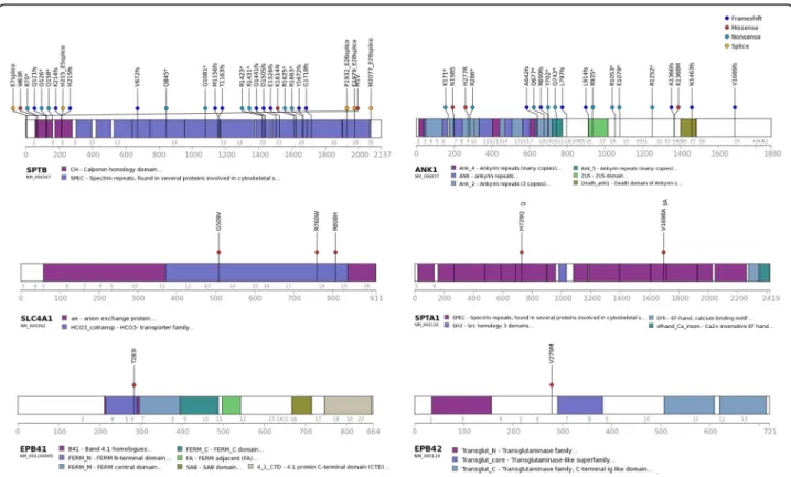Fig. 2 Characteristics of significant variants for RBC membrane protein-encoding genes; SPTB, ANK1, SLC4A1, SPTA1, EPB41, EPB42