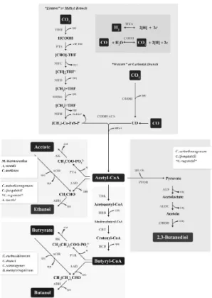 Figure 3. Wood-Ljungdahl Pathway[6].