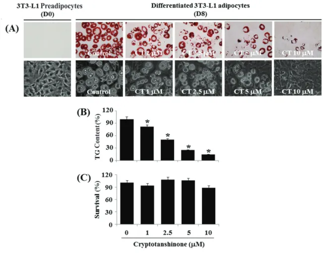 Fig. 2. Effects of cryptotanshinone on lipid accumulation, triglyceride (TG) contents, and survival of  differentiating 3T3-L1 preadipocytes