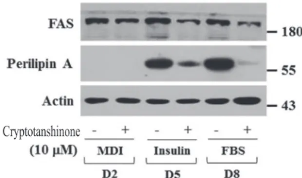Fig. 4.  Effects of cryptotanshinone on the  expression of FAS and perilipin A in  differentiating 3T3-L1 preadipocytes