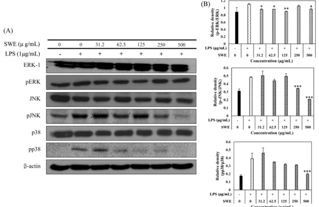Fig. 4.  Inhibition of mitogen-activated protein kinases (MAPKs) phosphorylation by  Scutellaria baicalensis water extract (SWE) in LPS-stimulated RAW 264.7 cells